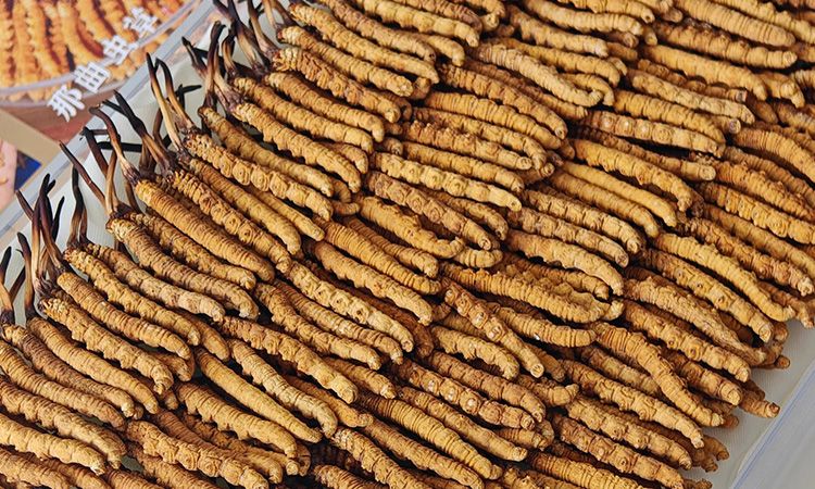 斷的冬蟲夏草：效果是否打折？科學(xué)解讀與實(shí)用建議