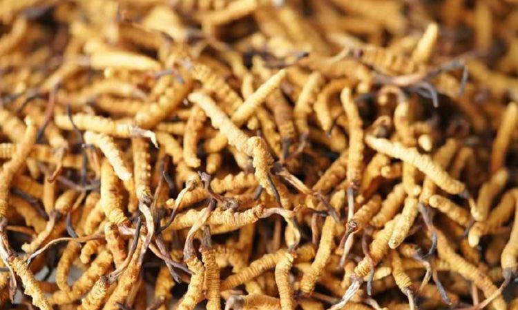 解密冬蟲夏草頭期蟲草：品質優(yōu)勢與鑒別指南