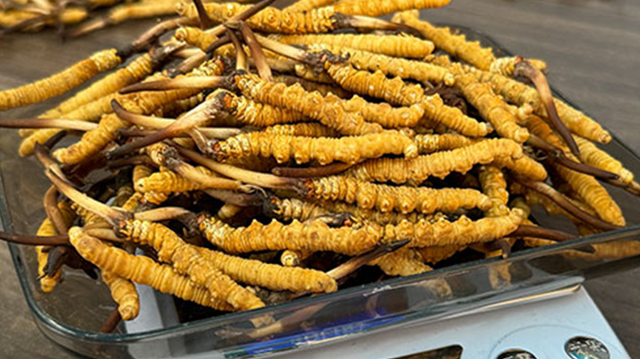 新鮮冬蟲(chóng)夏草一次吃幾根？科學(xué)用量指南來(lái)了?