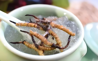 十根冬蟲夏草能泡幾斤酒？泡酒比例與細節(jié)指南