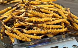 新鮮冬蟲夏草一次吃幾根？科學(xué)用量指南來了?