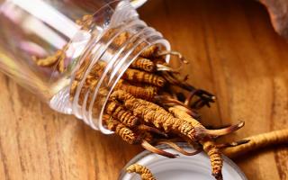 冬蟲夏草多少錢一條？2025 年單條價格換算與選購攻略