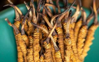 冬蟲夏草有什么作用？這些食用方法要知道