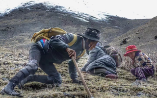 西藏哪些地方是冬蟲夏草產(chǎn)地？核心產(chǎn)區(qū)與品質特點解析