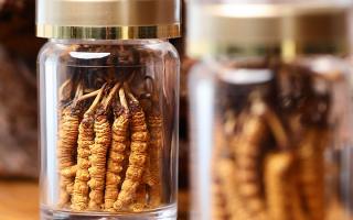 送冬蟲夏草給男孩子好嗎？分場景分析 + 送禮建議