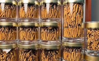 正宗冬蟲夏草能 “治” 哪些病？科學(xué)認(rèn)知其輔助調(diào)理作用