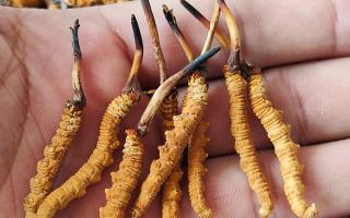 冬蟲夏草頭期凍干蟲草：解鎖滋補(bǔ)新方式，這些優(yōu)勢你該知道