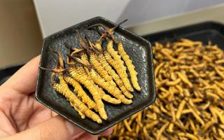 冬蟲夏草可以煲骨頭嗎？當然可以！這樣做營養(yǎng)翻倍