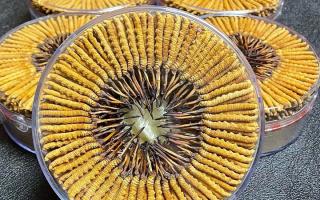 冬蟲夏草一斤價(jià)格多少？2025 年行情揭秘，差價(jià)竟達(dá)數(shù)十倍