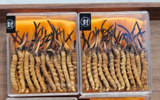 冬蟲夏草現(xiàn)在多少錢一克？2025 年克價(jià)揭秘，差價(jià)達(dá) 5 倍