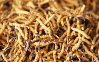 四級(jí)冬蟲夏草一克多少根？根數(shù)背后的等級(jí)與價(jià)值邏輯