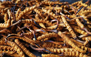 冬蟲夏草多長時間形成一根？自然孕育與人工培育的周期密碼