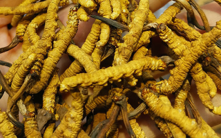 長期喝冬蟲夏草有危害嗎？認(rèn)清風(fēng)險與安全邊界