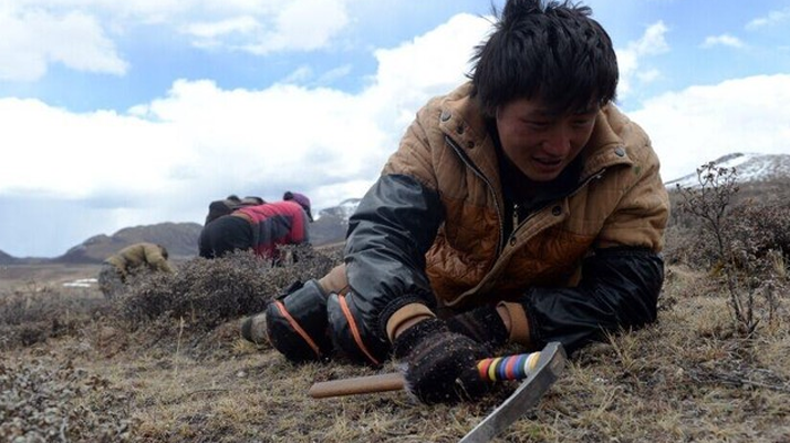 那曲<a href=http://m.shjiuxinzc.com/sdph/wacr/ target=_blank class=infotextkey>挖草人</a>阿旺的蟲(chóng)草采摘時(shí)間表 