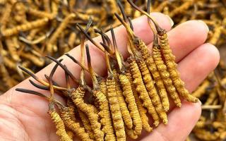 冬蟲夏草專家詳解：不同形態(tài)蟲草的保存方法與時限，避免營養(yǎng)白白流失
