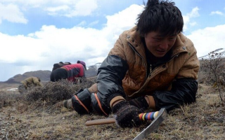 那曲挖草人阿旺的蟲草采摘時間表：跟著草原節(jié)氣走，不錯過每根好蟲草