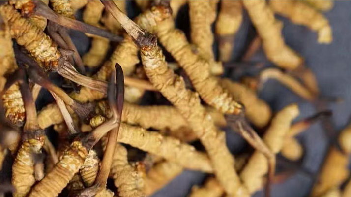 野生<a href=http://m.shjiuxinzc.com/jiage/ target=_blank class=infotextkey>冬蟲夏草多少錢</a>一斤 