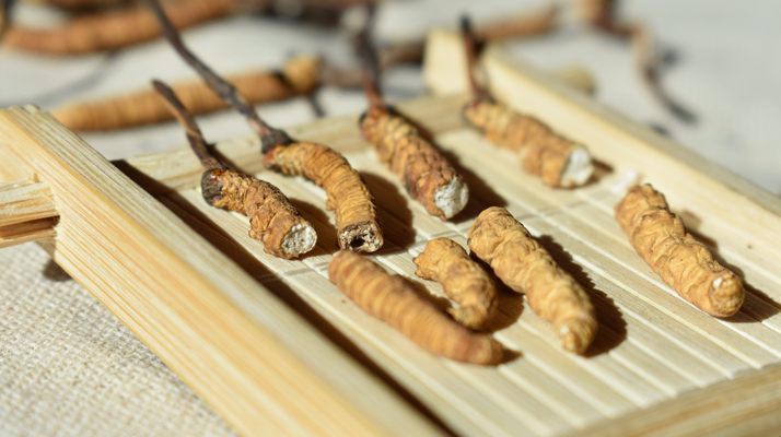 斷的<a href=http://m.shjiuxinzc.com/ target=_blank class=infotextkey>冬蟲夏草</a>一克啥價 