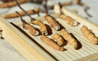 斷的冬蟲夏草一克啥價(jià)？2025 年實(shí)用行情嘮明白