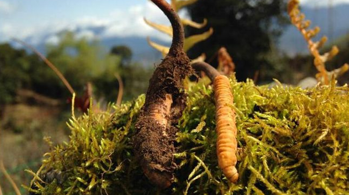 野生冬蟲(chóng)夏草長(zhǎng)什么樣 