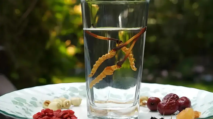 人參配蟲草泡酒，泡多久才好喝 