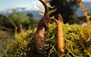 野生冬蟲夏草長(zhǎng)什么樣？我跟你嘮嘮