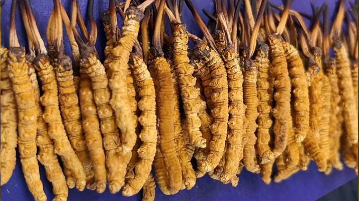 挖了三十年蟲草，這些采摘的苦，沒經(jīng)歷過的人真不懂