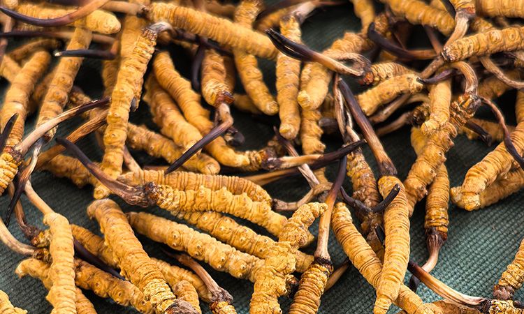 燉了二十年蟲草湯，這口感我太熟了，跟你細(xì)細(xì)說