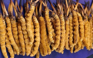 挖了三十年蟲草，這些采摘的苦，沒經(jīng)歷過的人真不懂