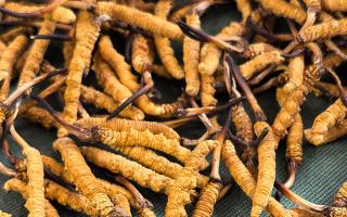 燉了二十年蟲草湯，這口感我太熟了，跟你細細說