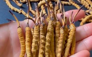 深耕蟲草 15 年：2025 年行情揭秘，高價背后藏著這些門道