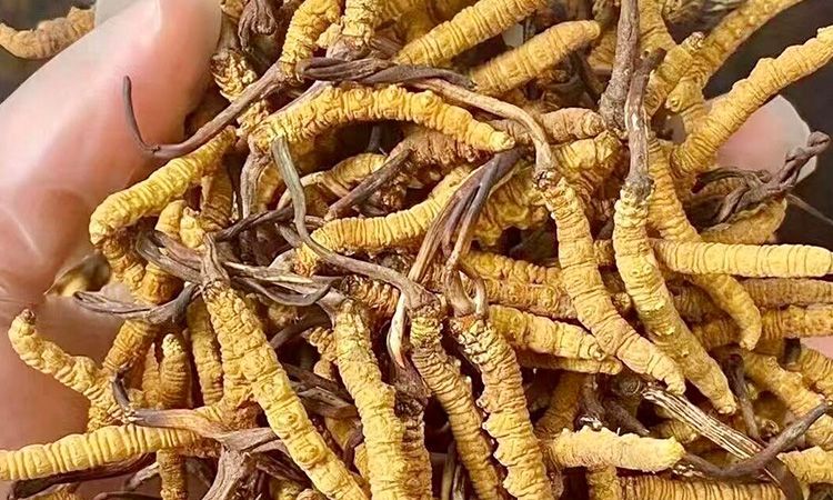 野生冬蟲夏草:在高原草甸里生長的秘密