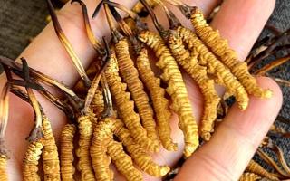 冬蟲夏草含水量：多少才合適？