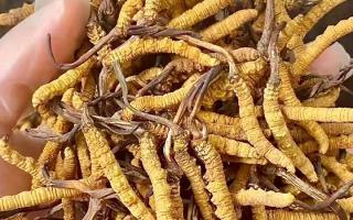 野生冬蟲夏草:在高原草甸里生長的秘密