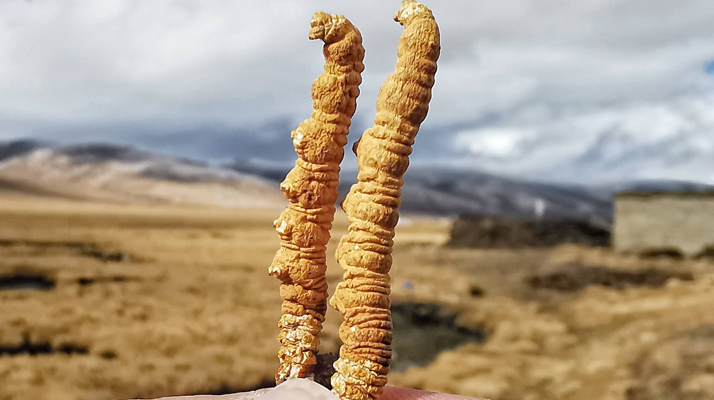 那曲冬蟲夏草的交易價格受哪些因素影響