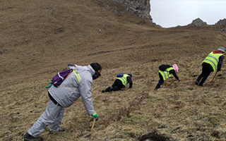 非法采挖蟲草的常見誤區(qū)、合規(guī)清單、采集證辦理流程與價值鑒定要點