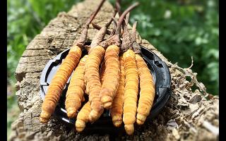 冬蟲夏草生長周期與產區(qū)環(huán)境的對應表