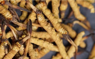 告別定價混亂！東強堂那曲冬蟲夏草統(tǒng)一價格表，讓滋補消費明明白白